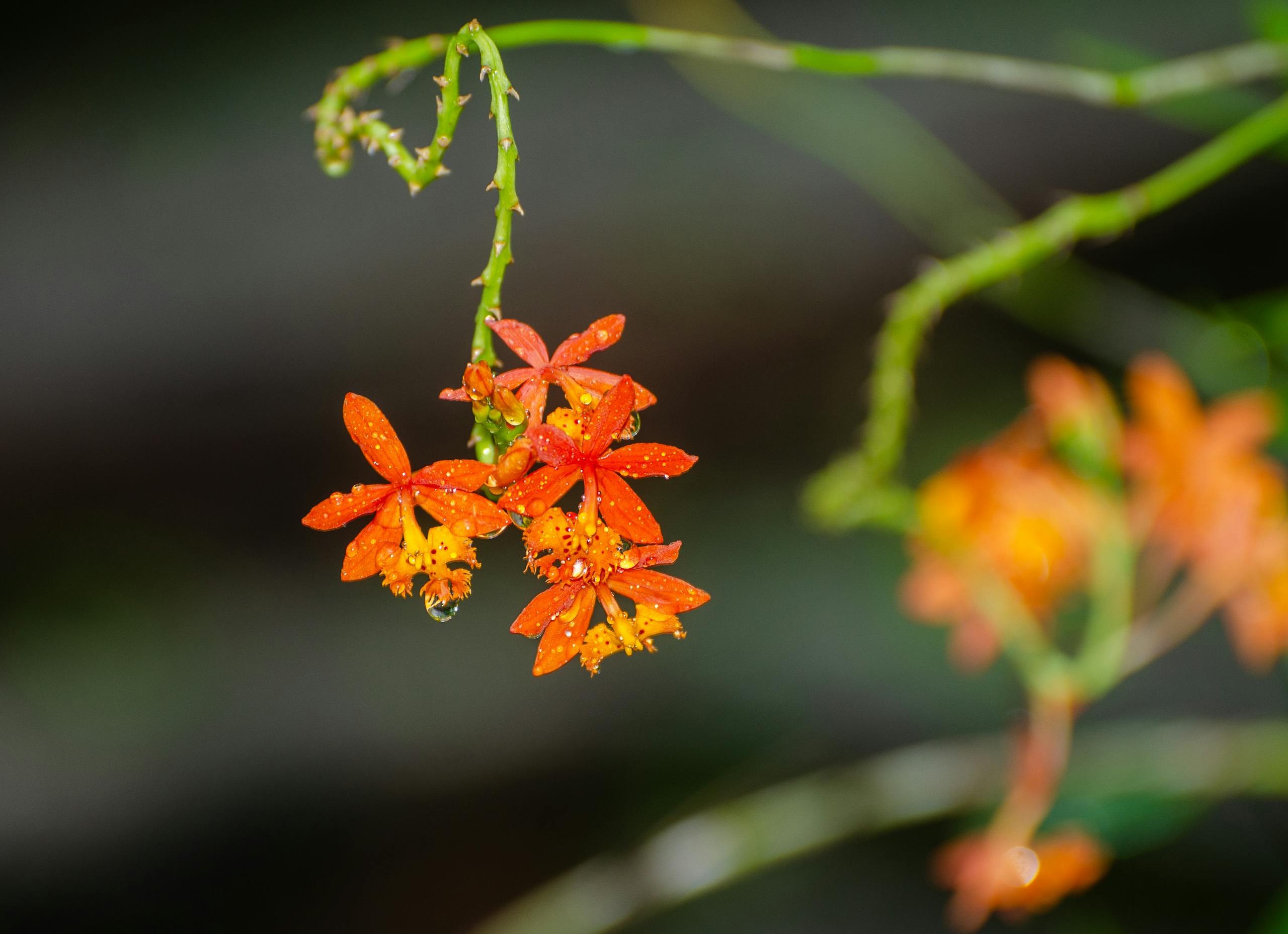 Close-up of beautiful orange flowers with water droplets, showcasing natural beauty and freshness.